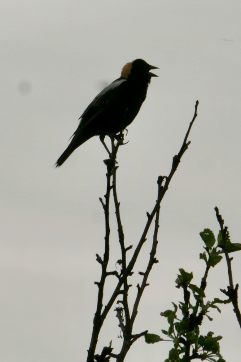 Bobolink - Robert Huxley