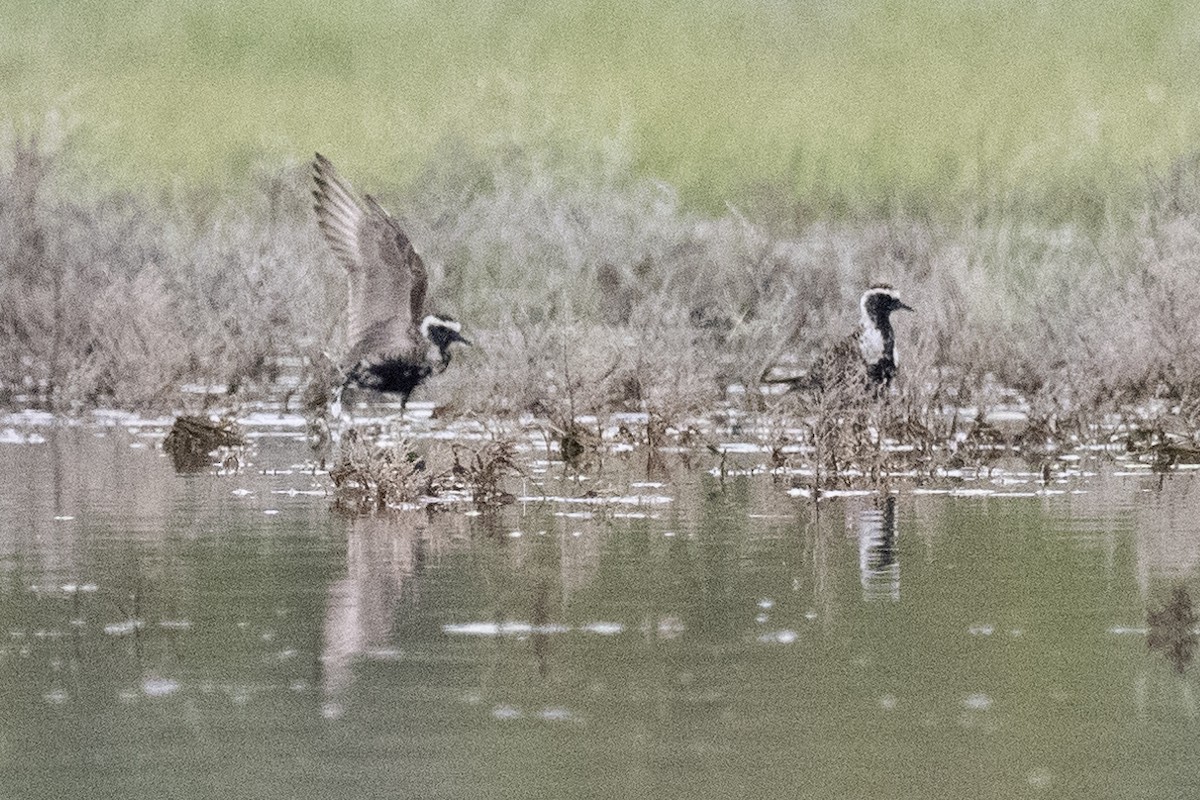 American Golden-Plover - ML619390841