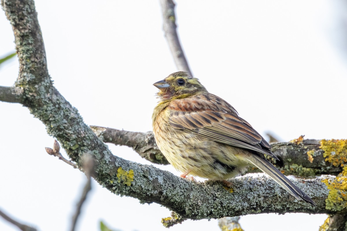 Cirl Bunting - Carsten Sekula