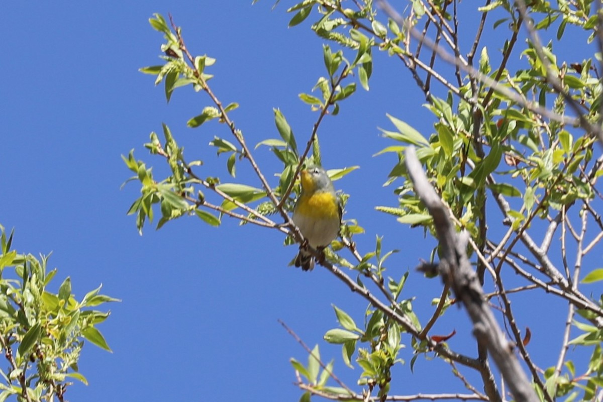 Northern Parula - Grant Frost