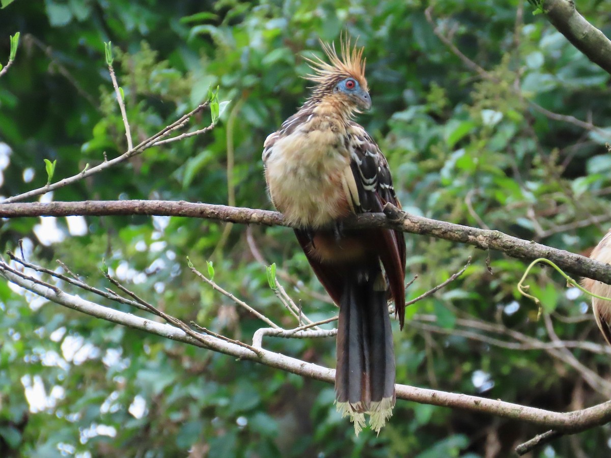 Hoatzin - Greg Vassilopoulos