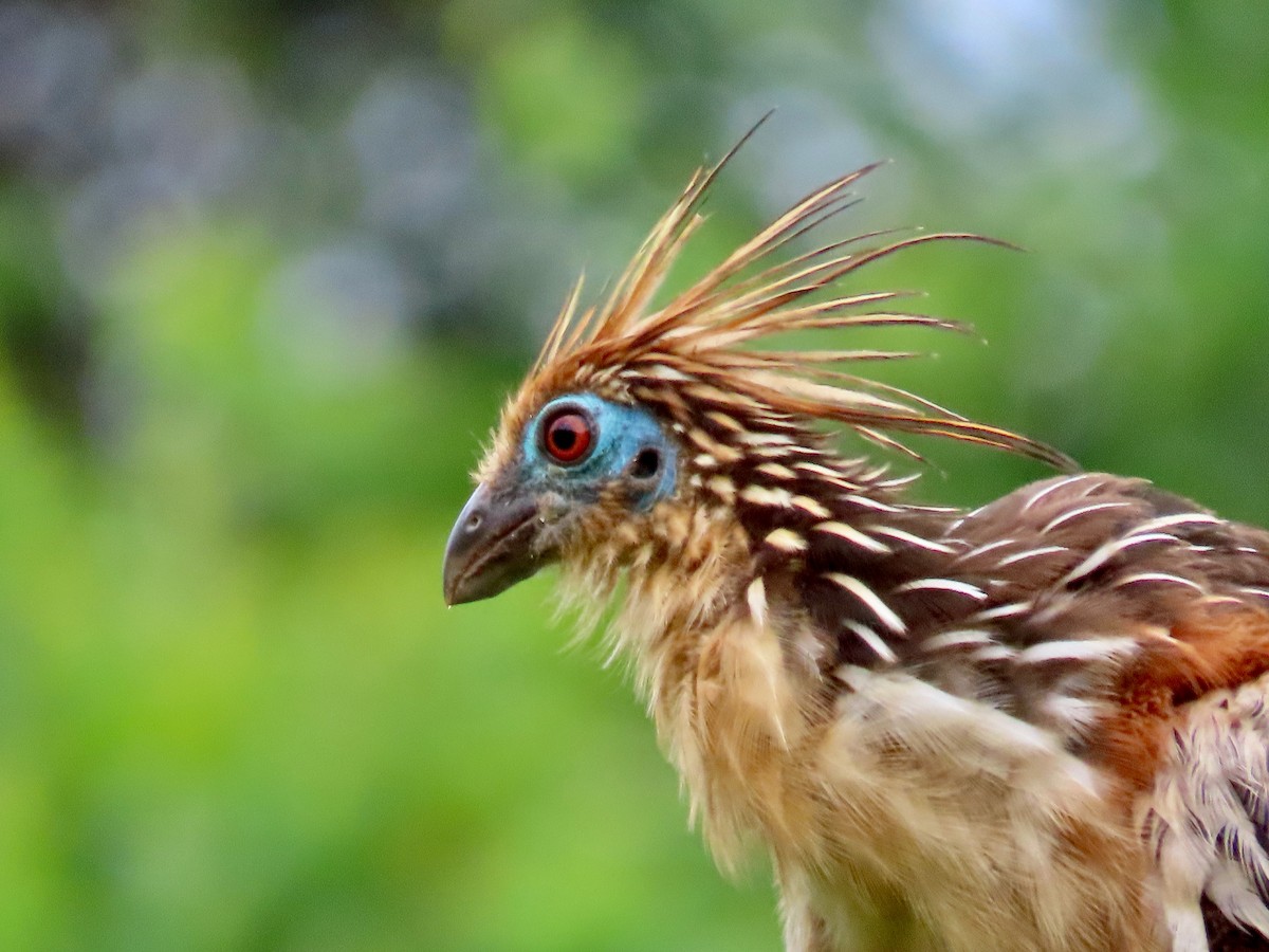 Hoatzin - Greg Vassilopoulos