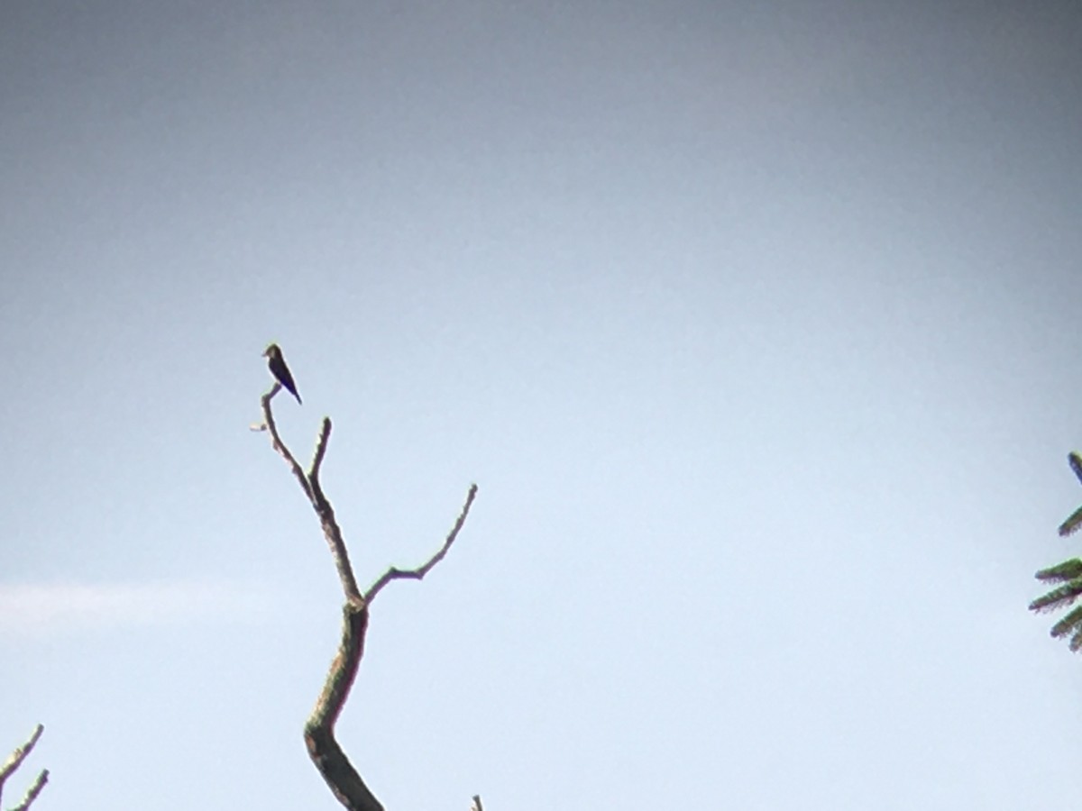 Olive-sided Flycatcher - ML619390862