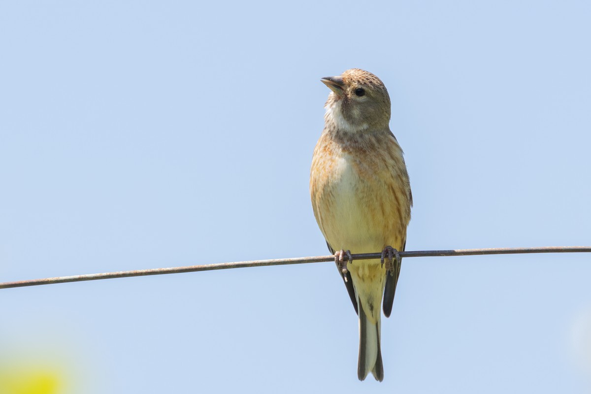 Eurasian Linnet - Carsten Sekula