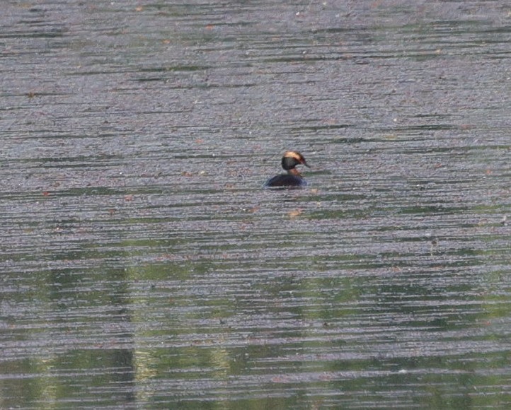 Horned Grebe - Damian Mikulski