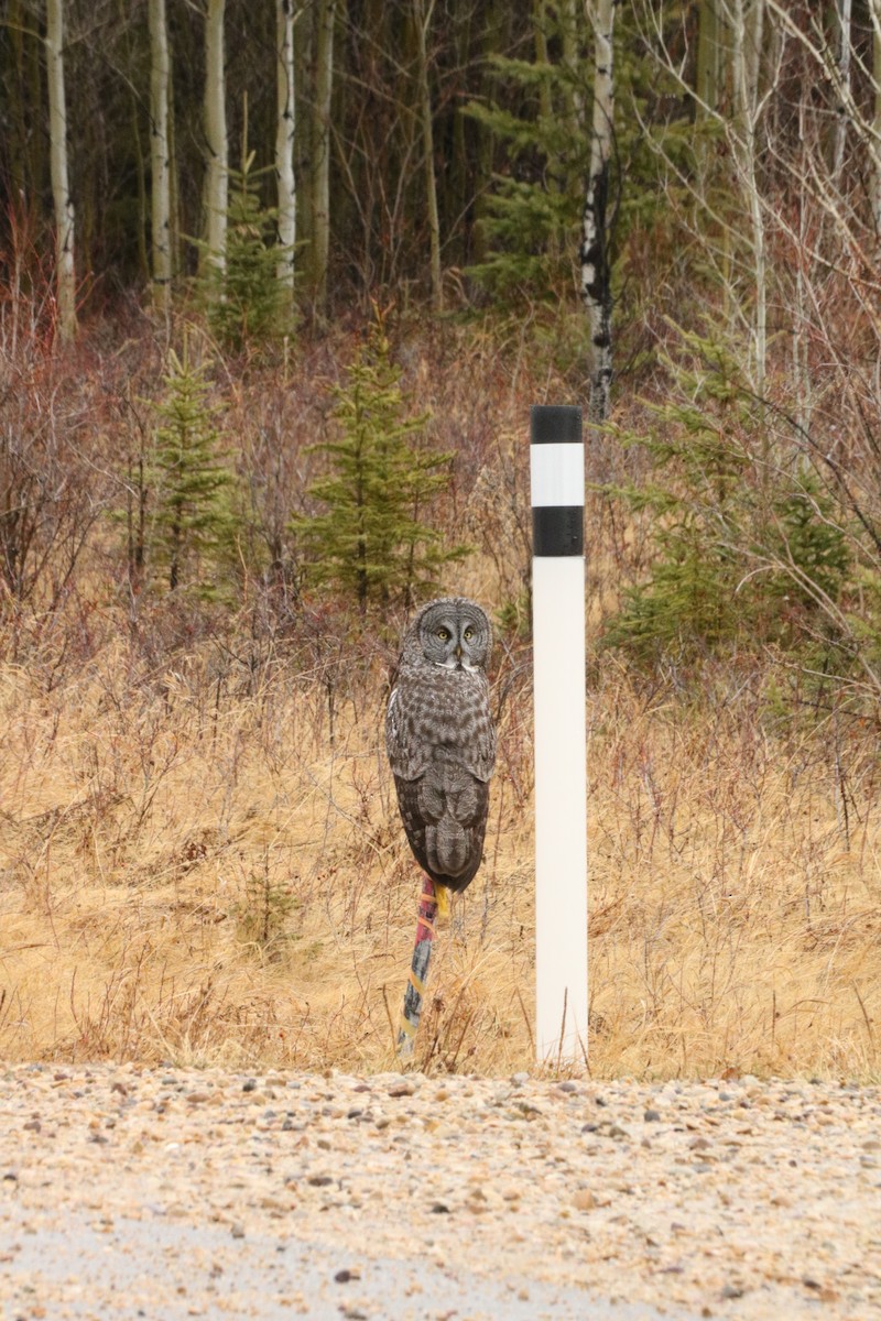 Great Gray Owl - Ross Stevenson