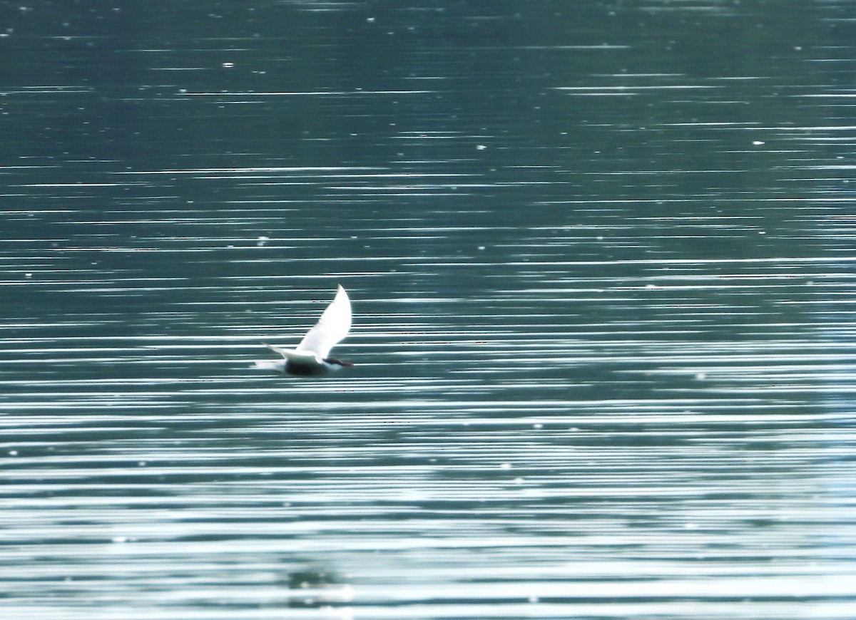 Weißbart-Seeschwalbe - ML619390895