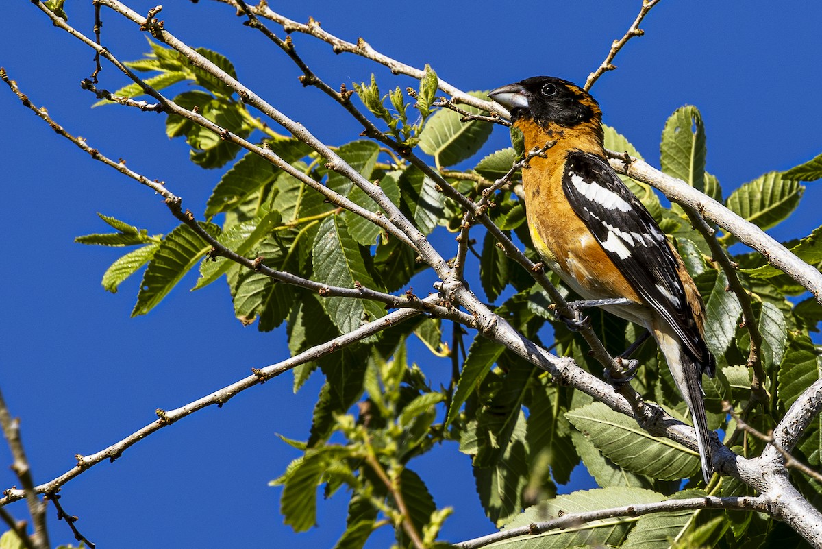 Black-headed Grosbeak - Jef Blake