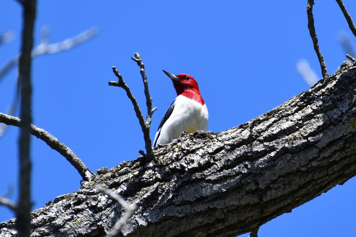 Red-headed Woodpecker - Martyn A