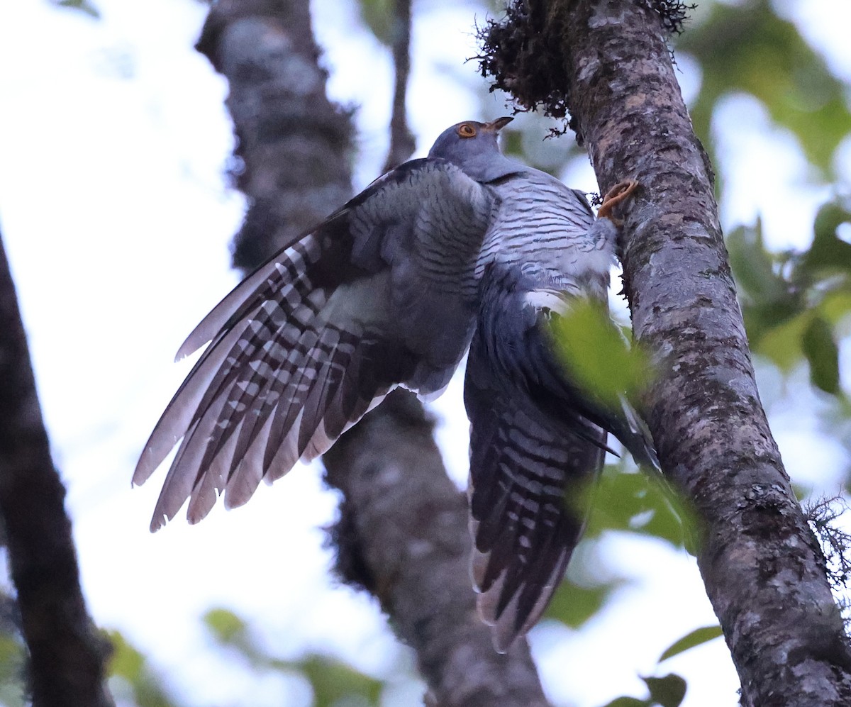 Common Cuckoo - Vijaya Lakshmi