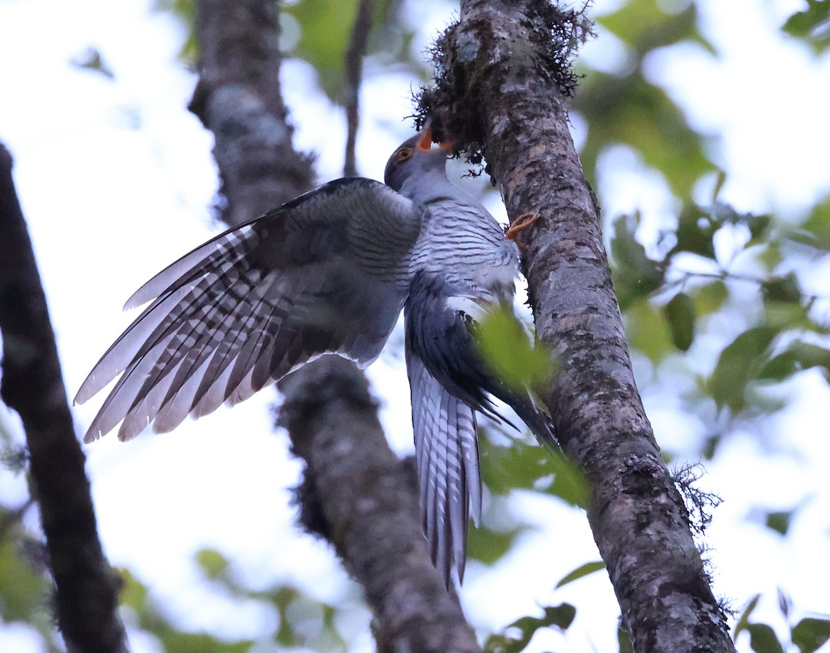 Common Cuckoo - Vijaya Lakshmi