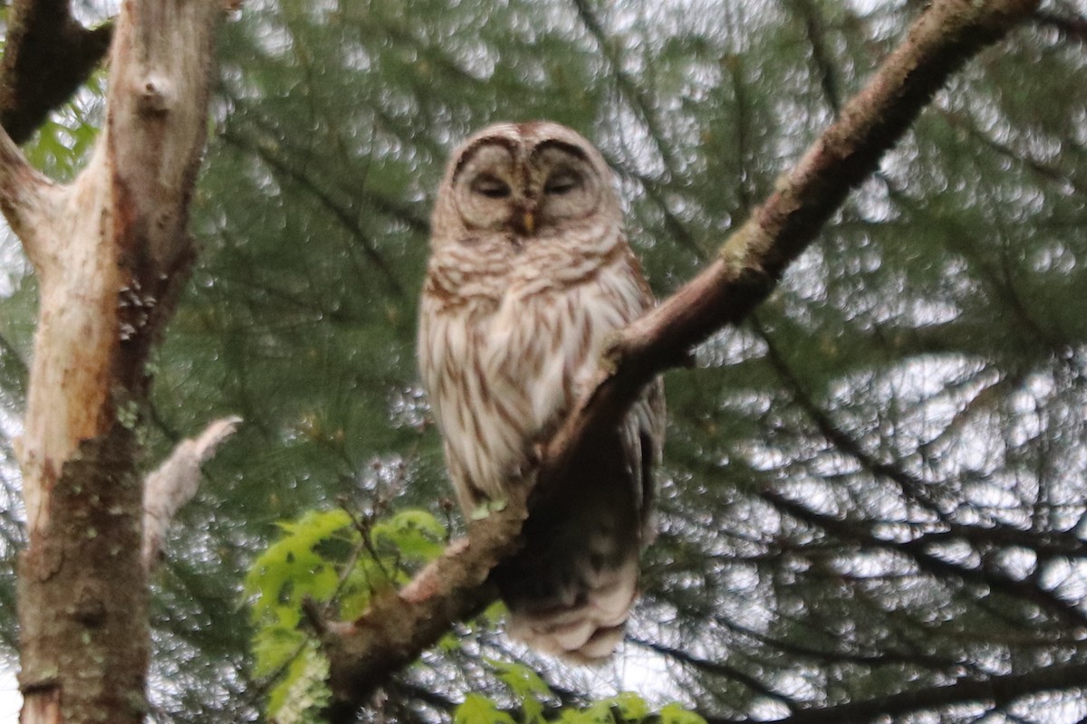 Barred Owl - Jim Casamento