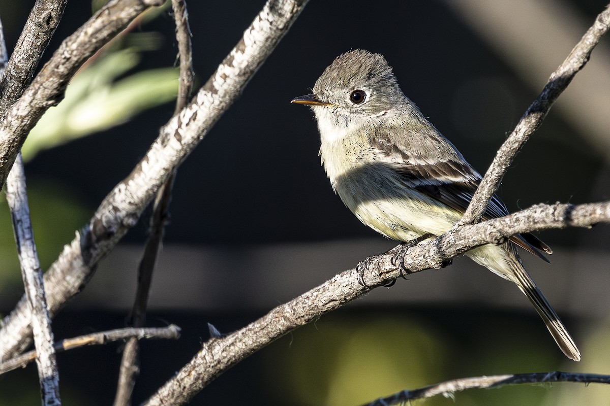 Hammond's Flycatcher - Jef Blake