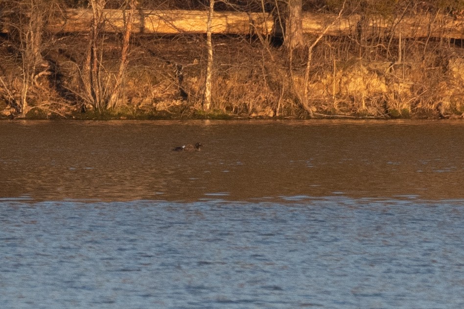 White-winged Scoter - Johnny Wilson