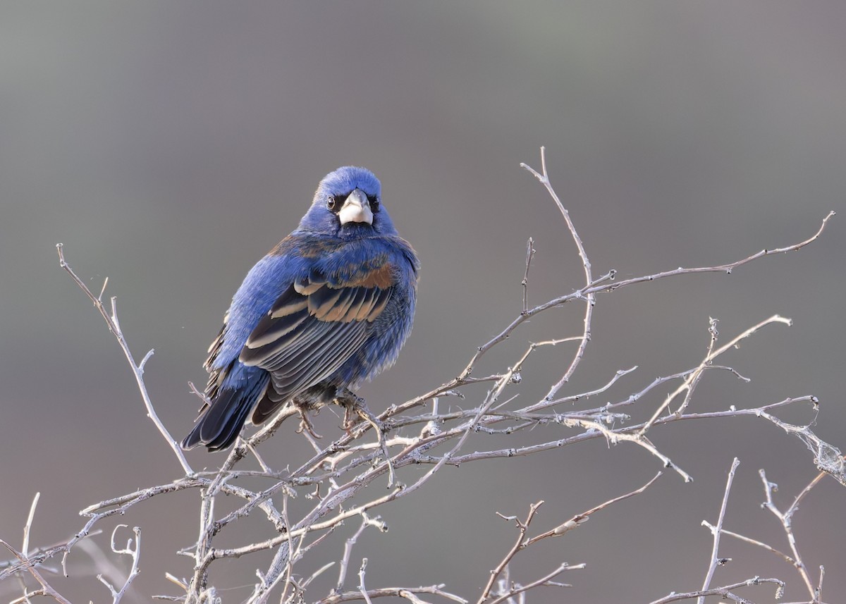 Blue Grosbeak - Verlee Sanburg