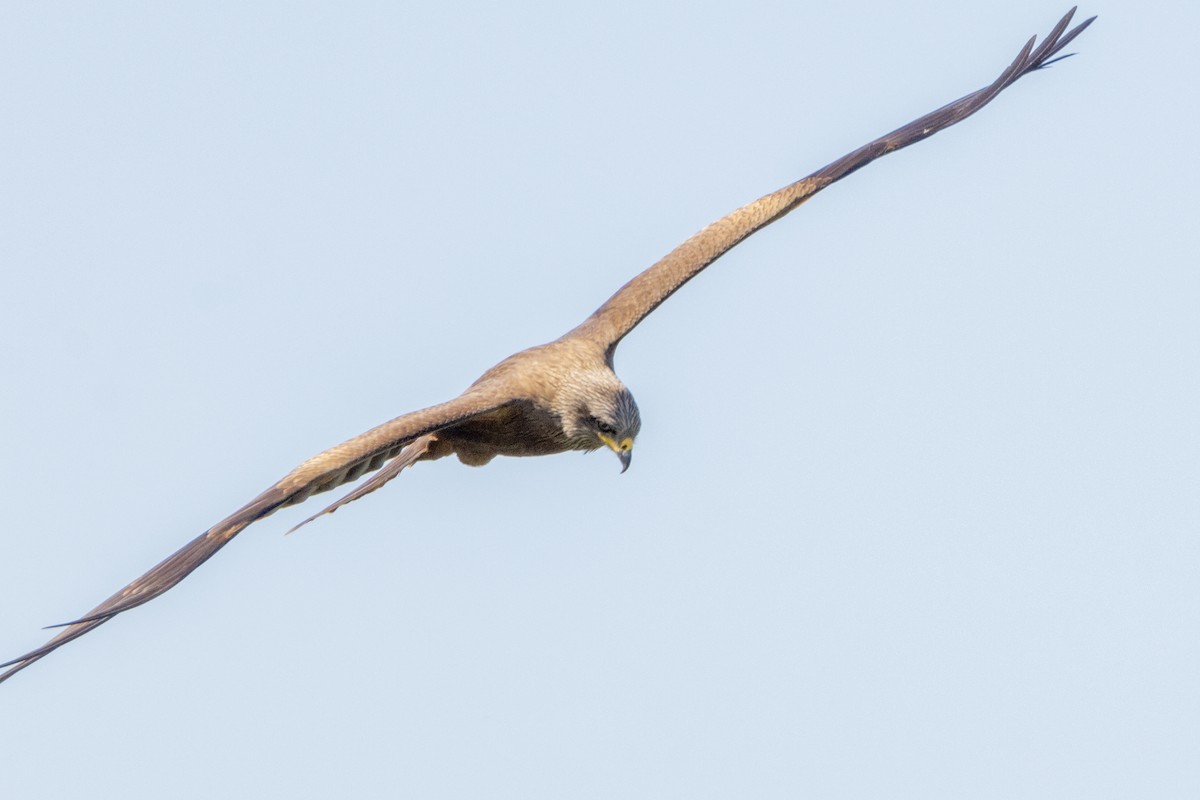 Black Kite - Carsten Sekula