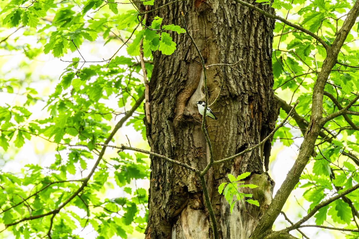 Collared Flycatcher - Gabi Uhrova