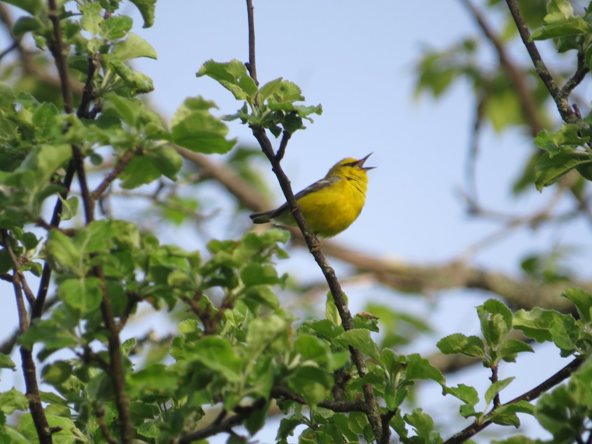blåvingeparula - ML619390939