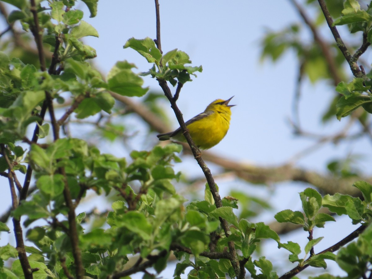 Blue-winged Warbler - ML619390939