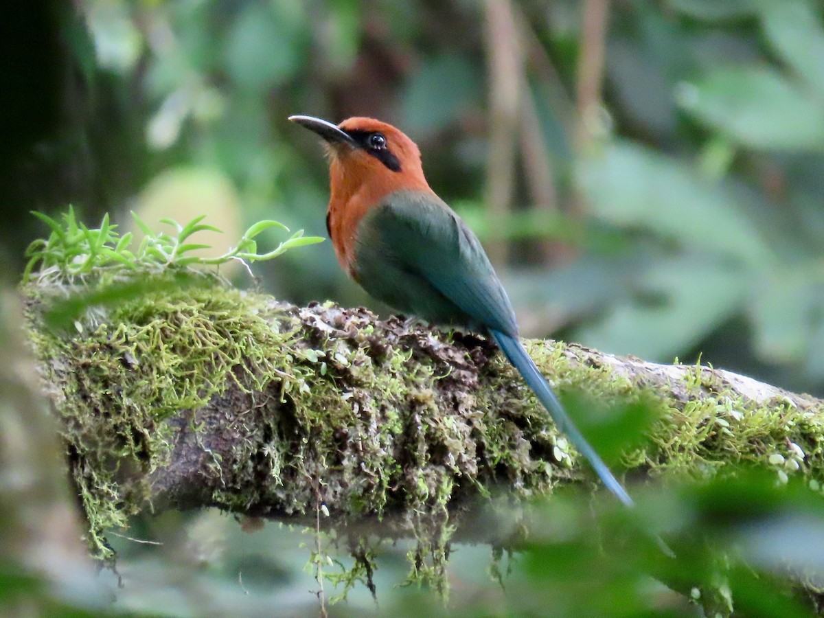 Broad-billed Motmot - Greg Vassilopoulos