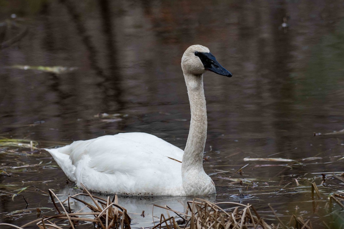 Trumpeter Swan - Johnny Wilson