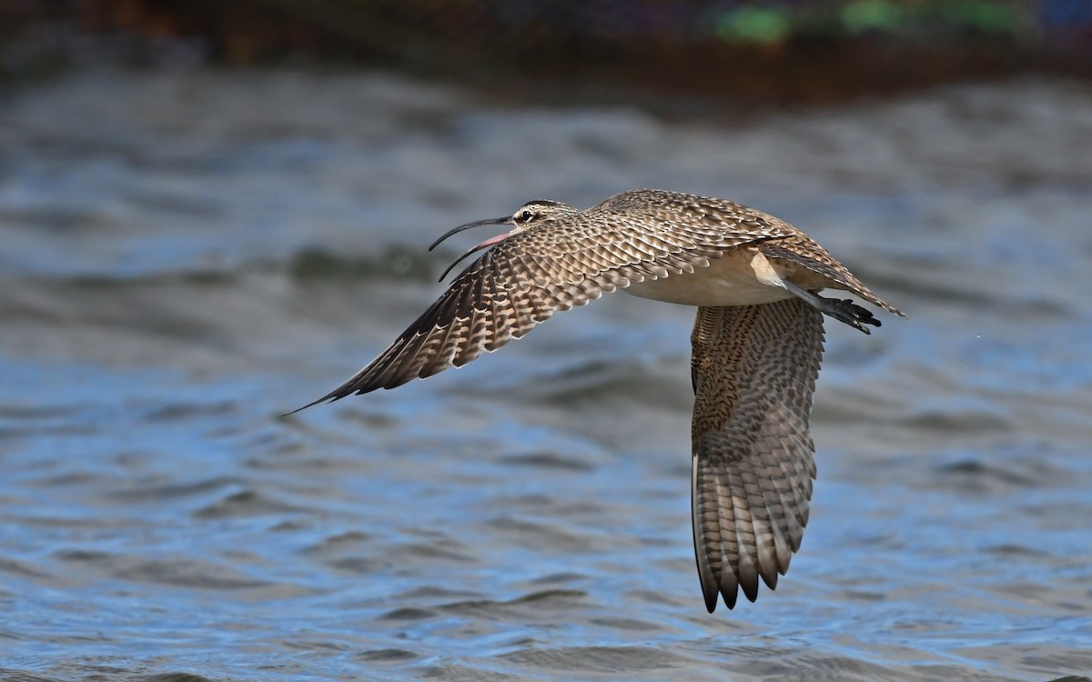 Whimbrel (Hudsonian) - Christoph Moning