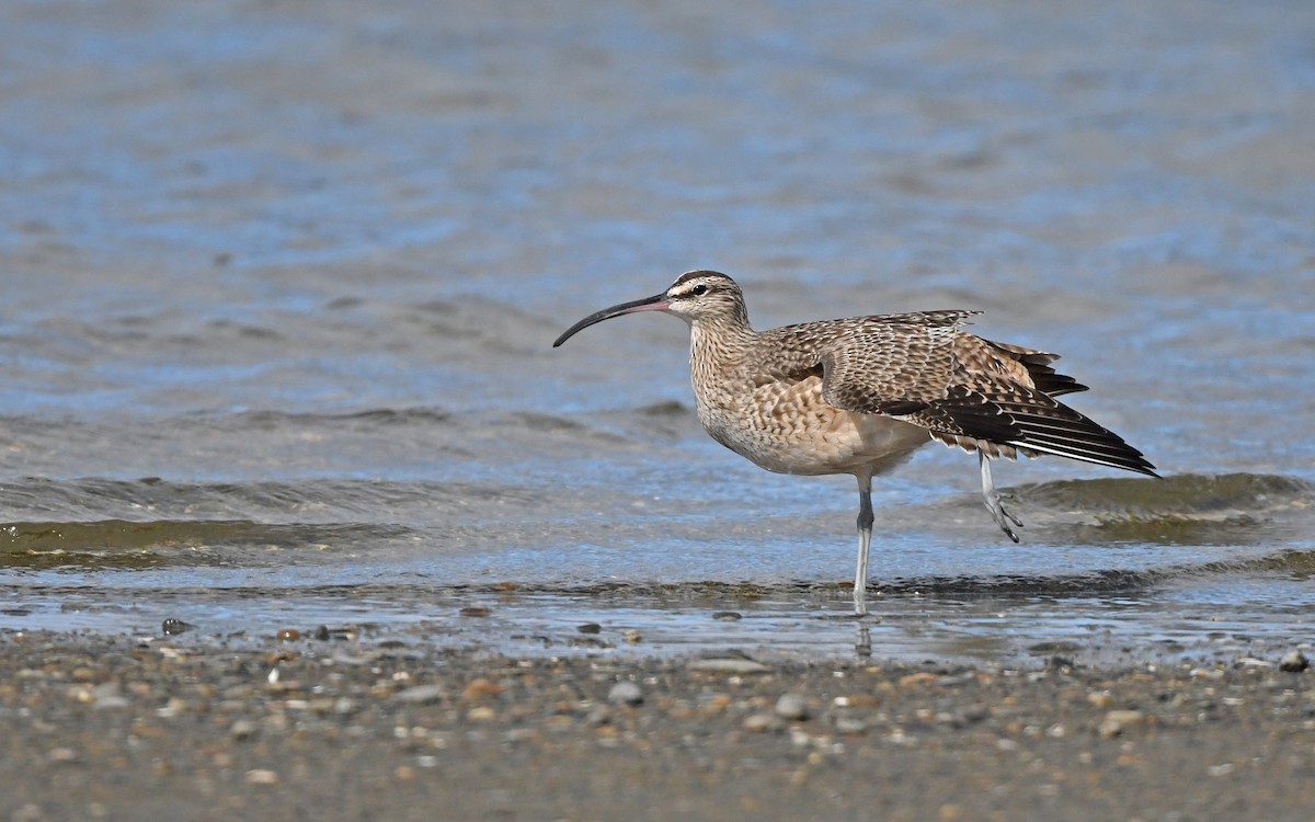 Whimbrel (Hudsonian) - Christoph Moning