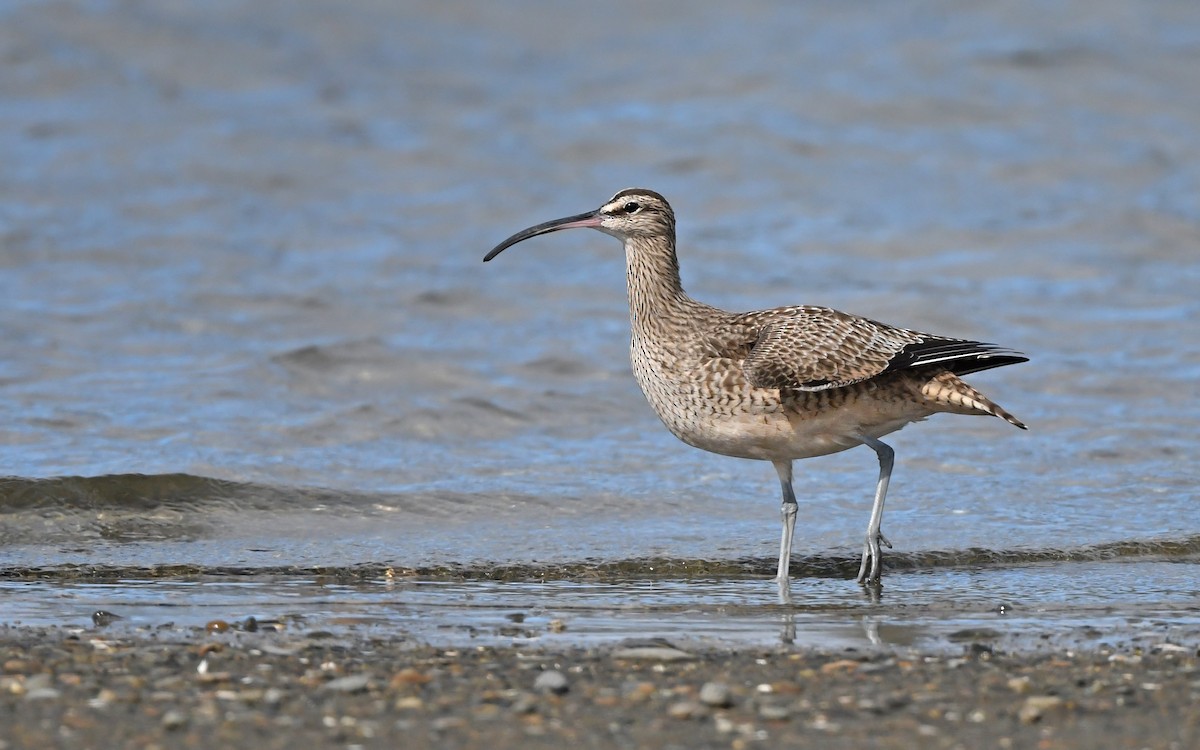 Whimbrel (Hudsonian) - ML619390960