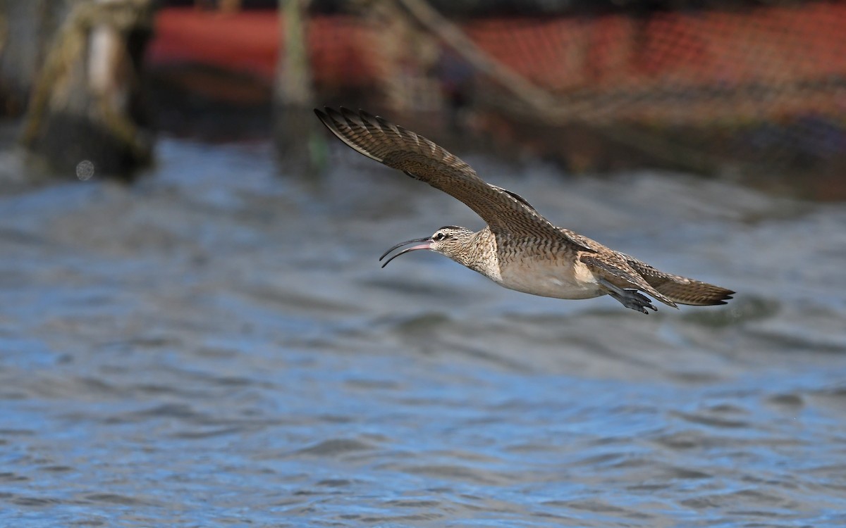 Whimbrel (Hudsonian) - Christoph Moning