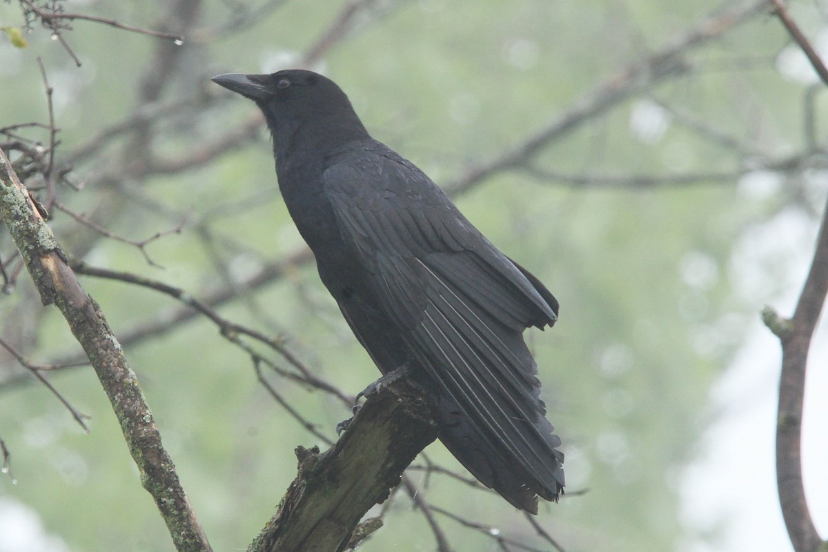 American Crow - Jeff Baughman