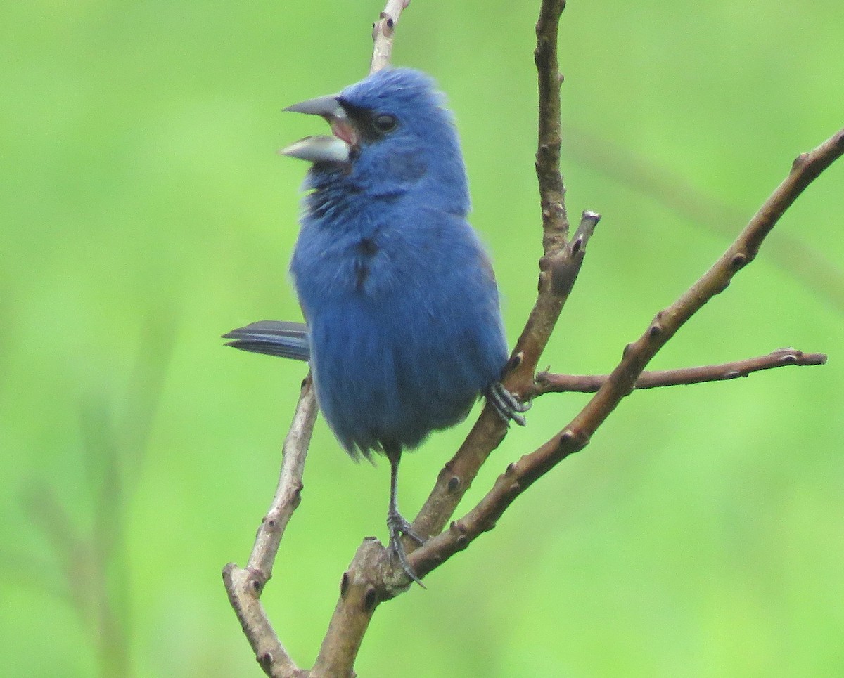 Blue Grosbeak - Anonymous