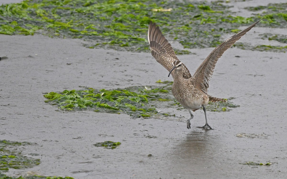 Whimbrel (Hudsonian) - Christoph Moning