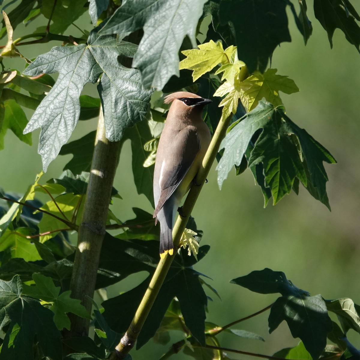 Cedar Waxwing - George Ho