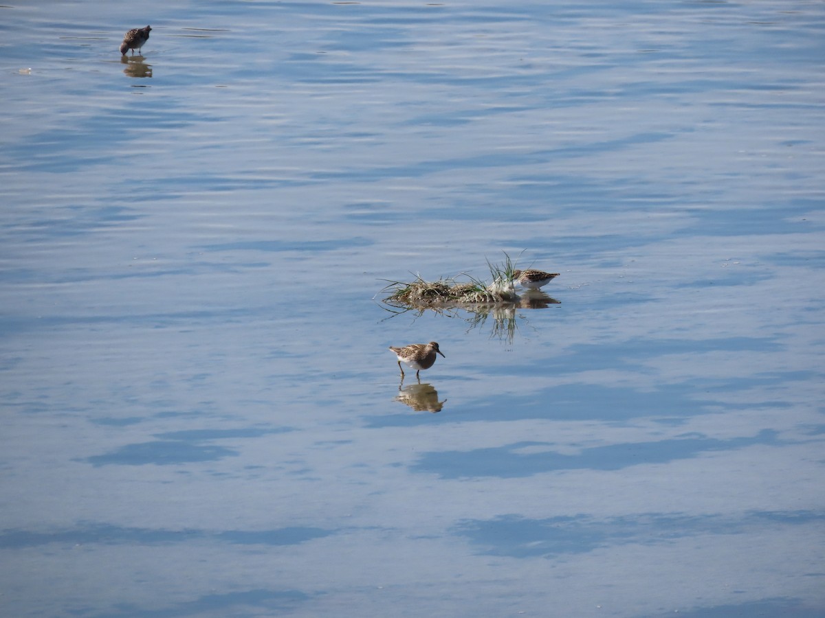 Pectoral Sandpiper - Kerry Hjertaas