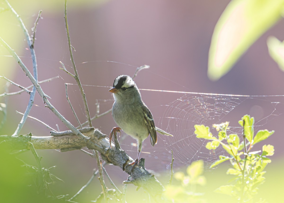 White-crowned Sparrow - Verlee Sanburg