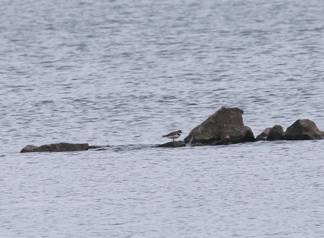 Semipalmated Plover - ML619391013