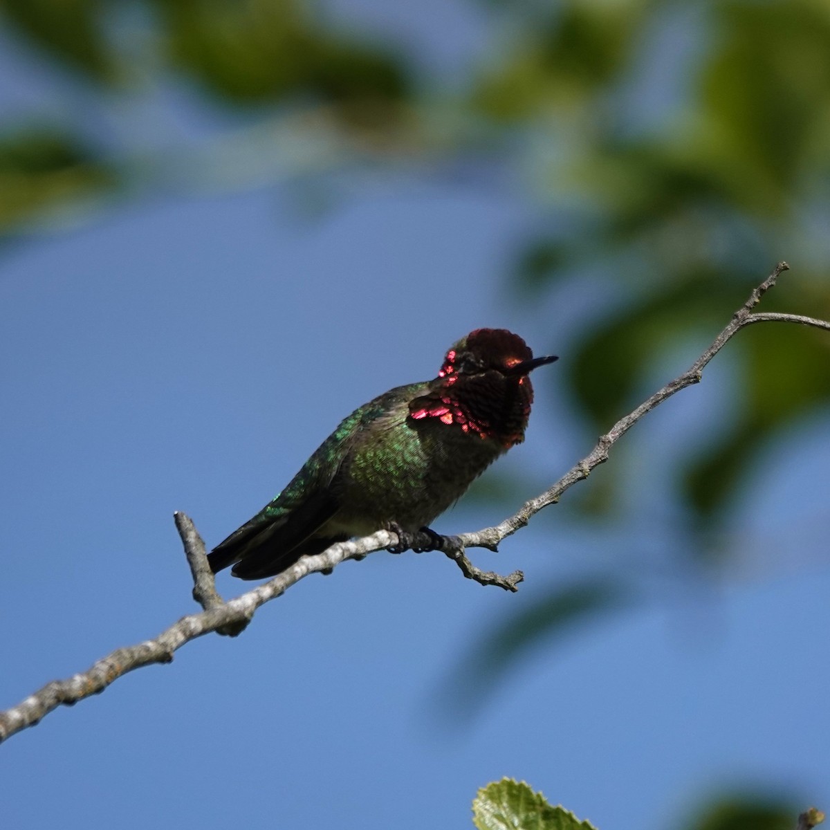 Anna's Hummingbird - George Ho