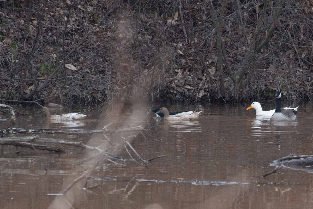 Тэжээмэл нугас - ML619391037