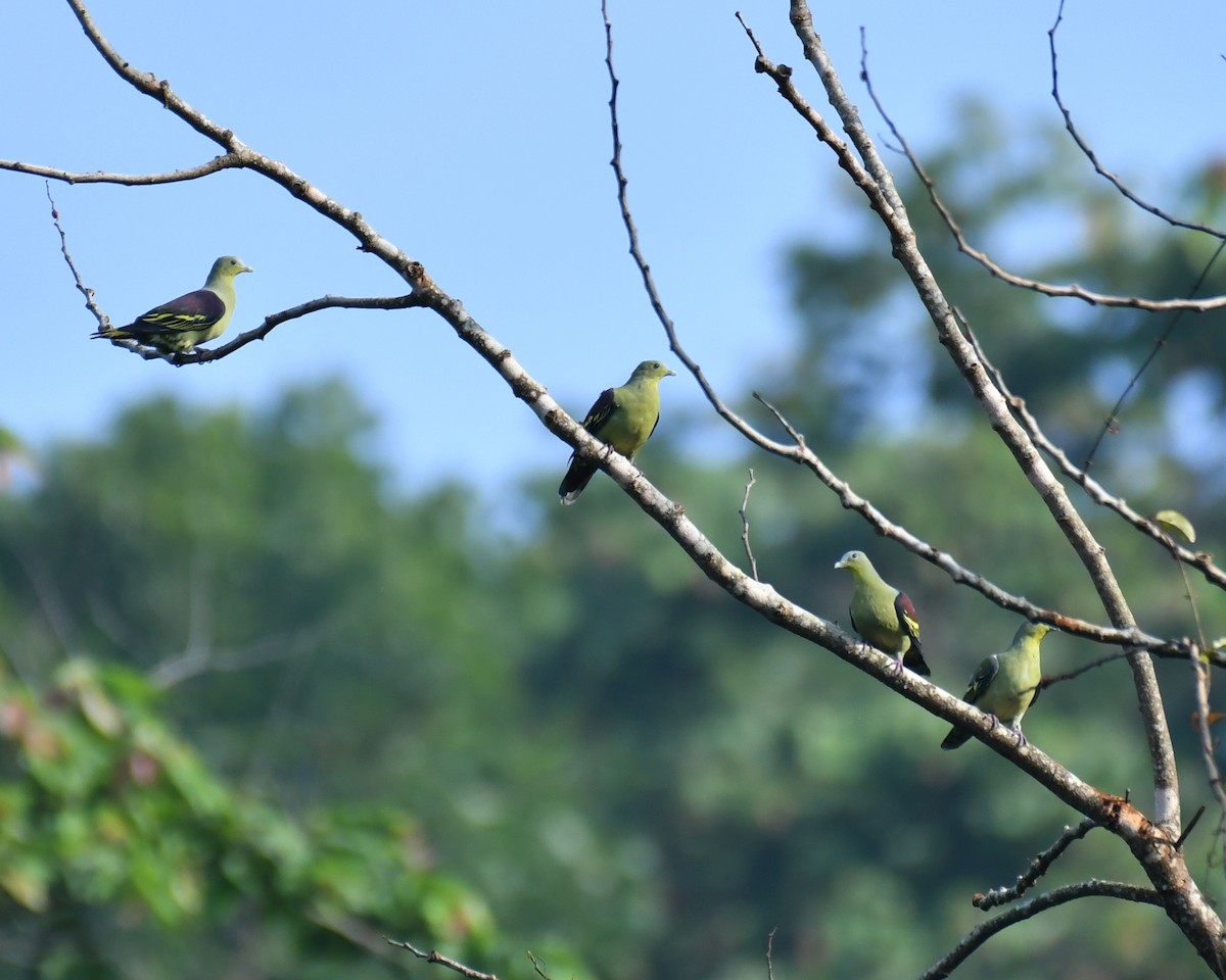 Gray-fronted Green-Pigeon - Ajayakumar N