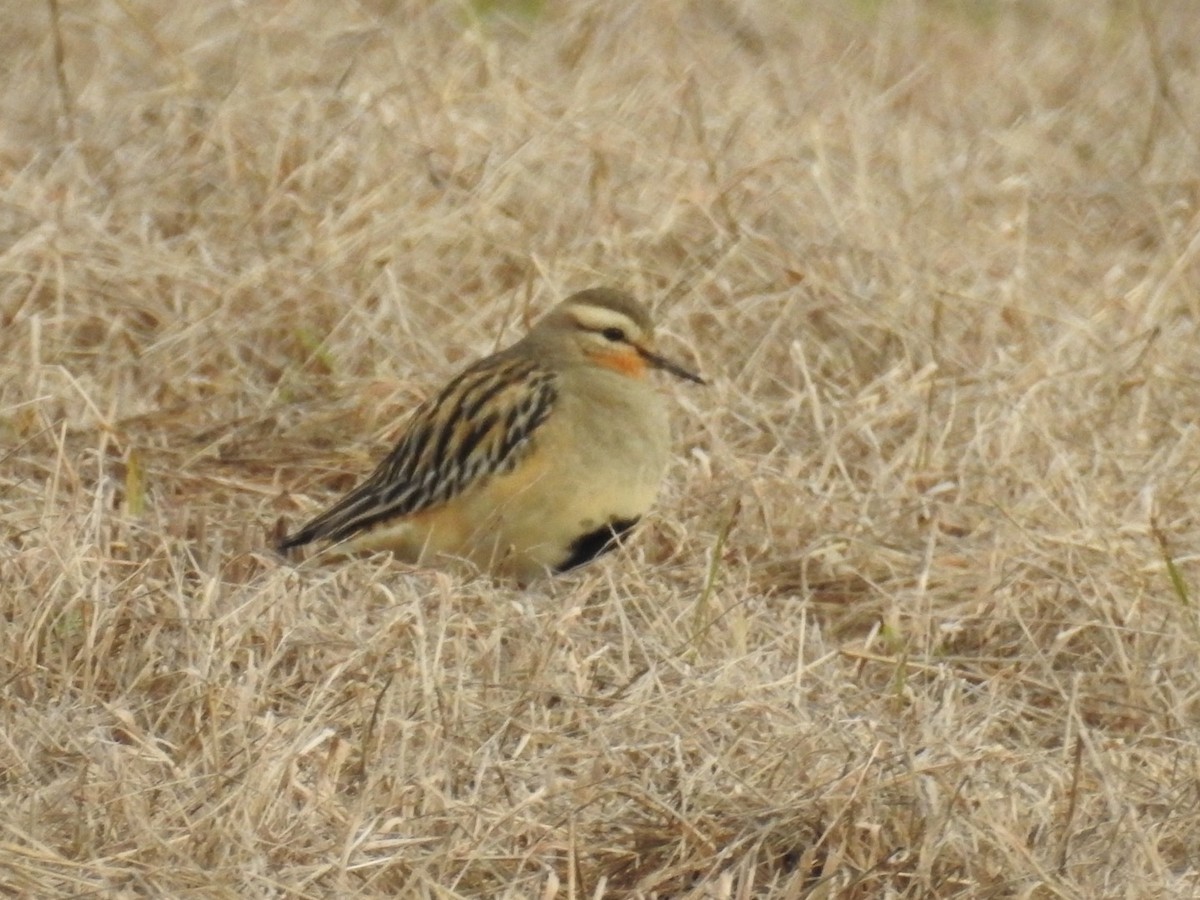 Tawny-throated Dotterel - Eduardo  Garcia