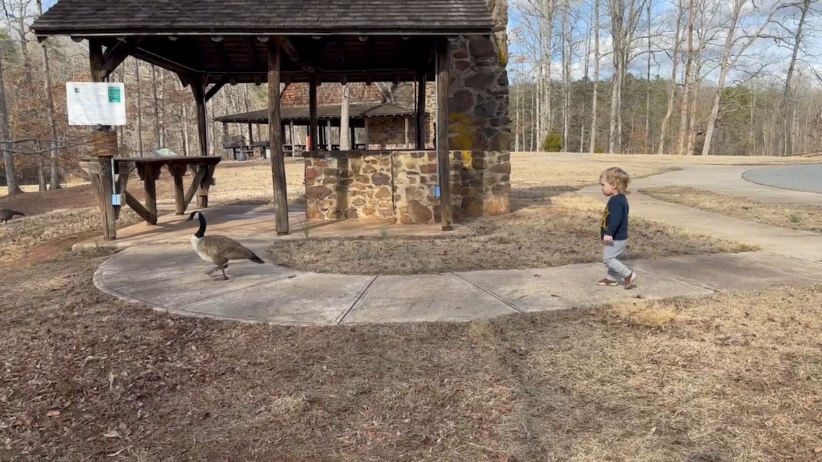 Canada Goose - ML619391061