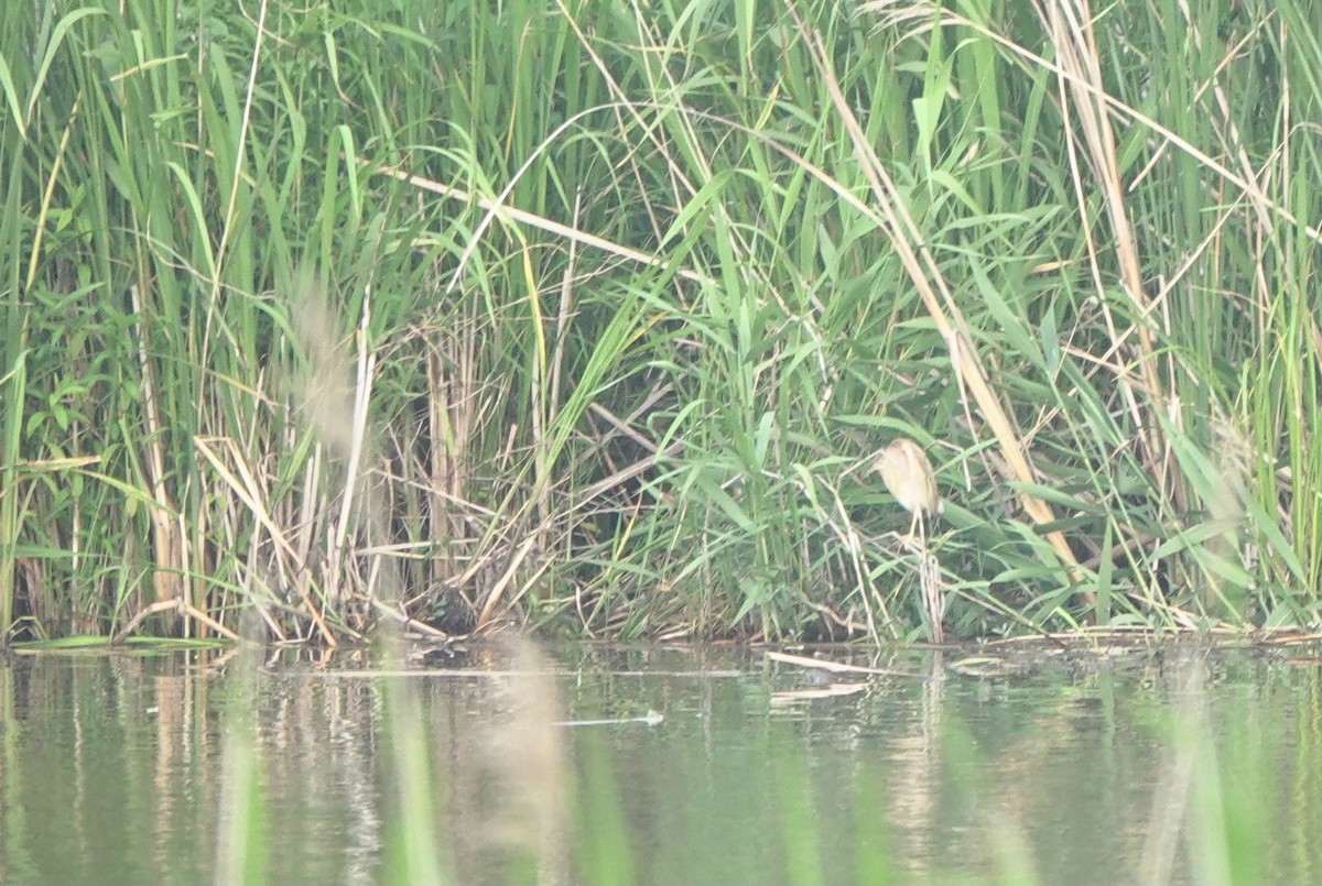 Yellow Bittern - ML619391065