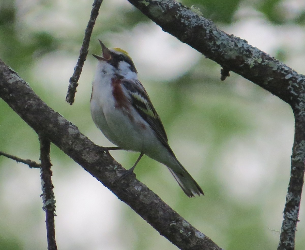 Chestnut-sided Warbler - ML619391068