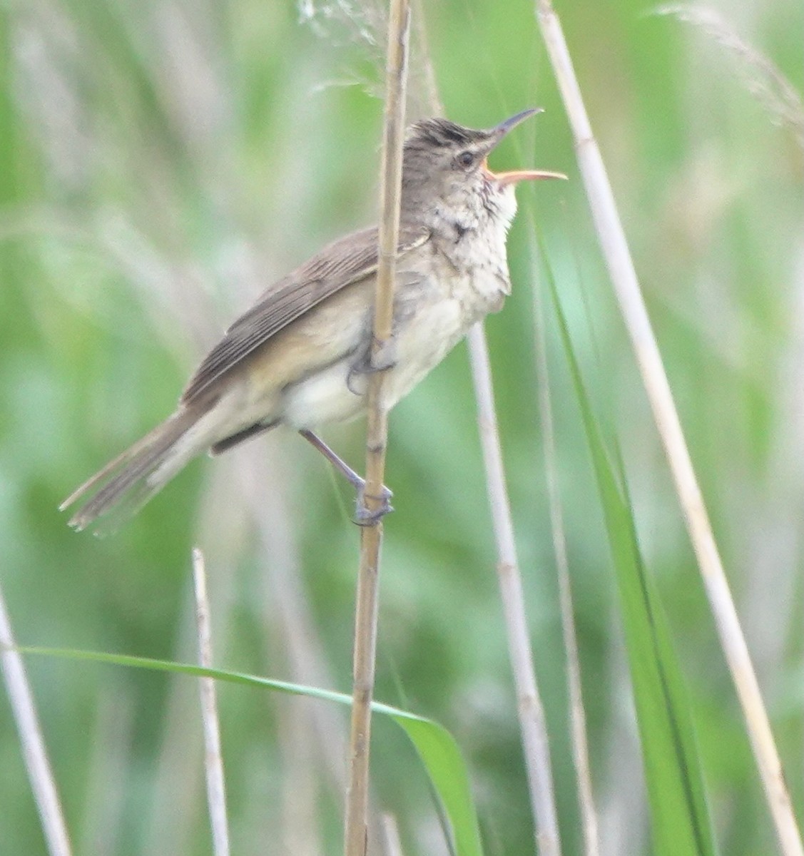 Oriental Reed Warbler - ML619391080