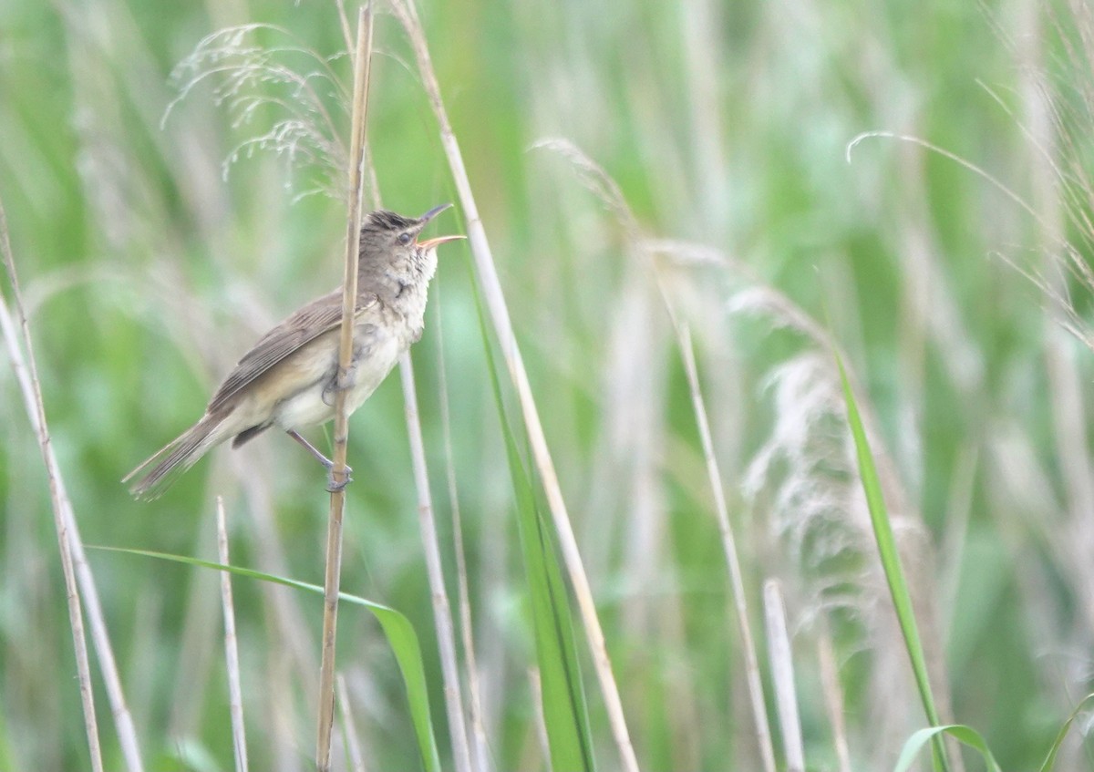 Oriental Reed Warbler - ML619391081