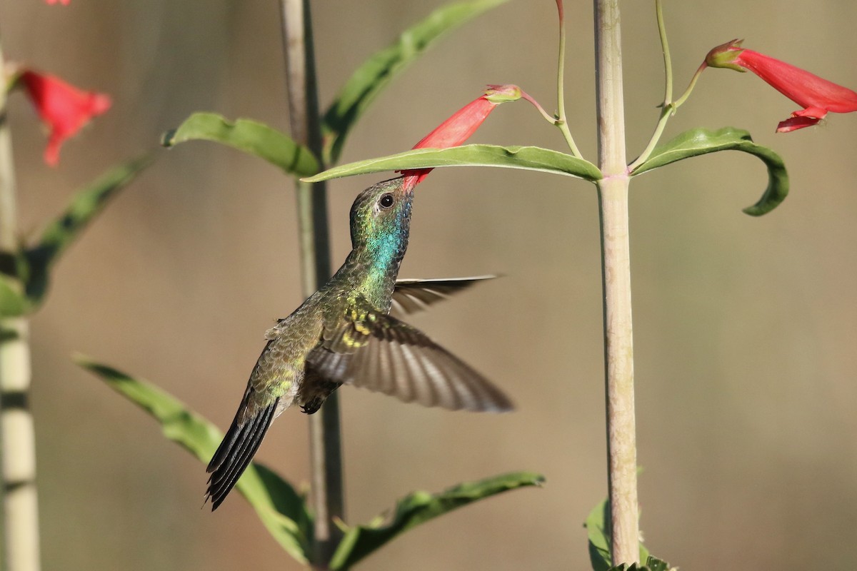 Broad-billed Hummingbird - Randy Smith