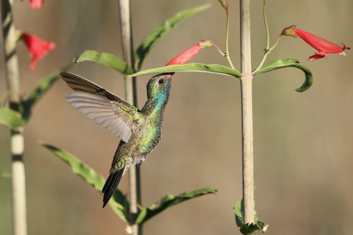 Broad-billed Hummingbird - Randy Smith