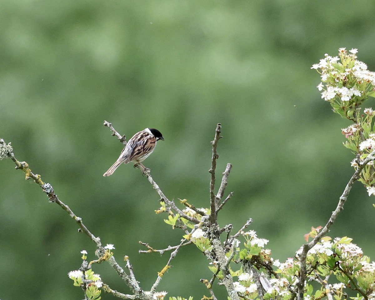 Reed Bunting - Sam Shaw