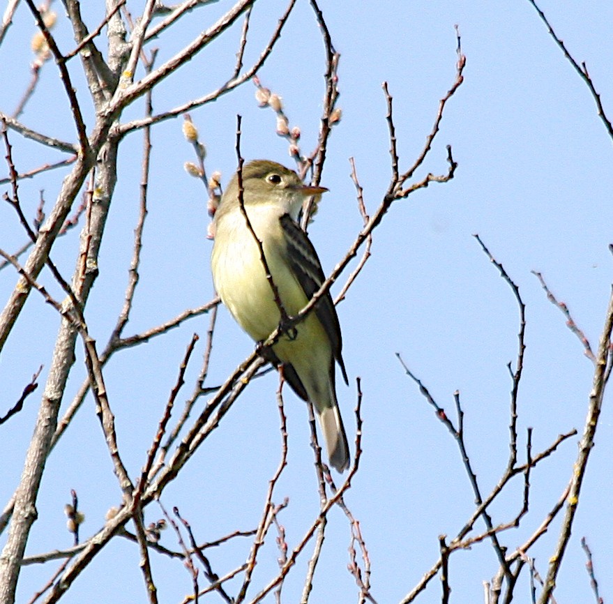 Alder Flycatcher - Joanne Dionne