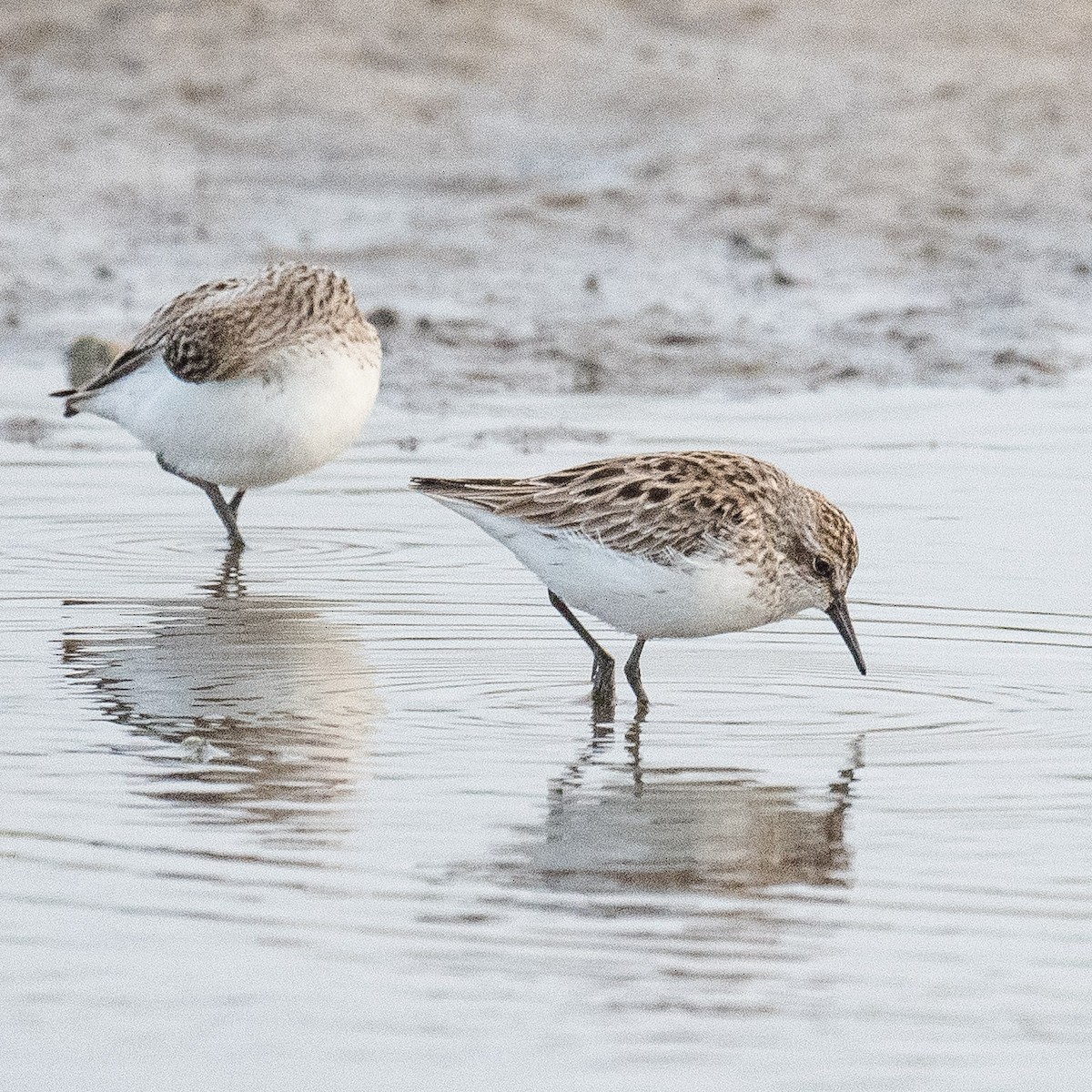 Semipalmated Sandpiper - Liling Warren